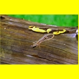 thumbnail Le lézard des Allymes