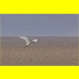 thumbnail L'aigrette se lasse