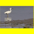 thumbnail L'aigrette à la chasse