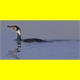 thumbnail Grand cormoran, Le Hourdel