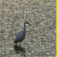 thumbnail Aigrette au Crotoy